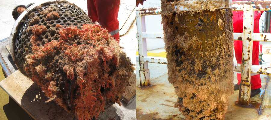 Marine growth on offshore industrial equipment