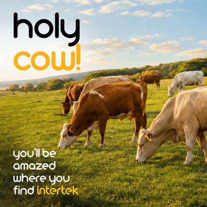 A group of cows eating grass on a pasture